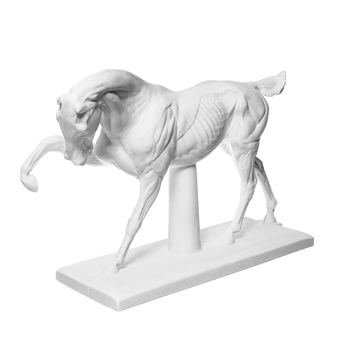 Гипсовая фигура анатомическая: ЛОШАДЬ (конь анатомический), 21 х 59 х 43 см Гипсовая фигура анатомическая: ЛОШАДЬ (конь анатомический), 21 х 59 х 43 см