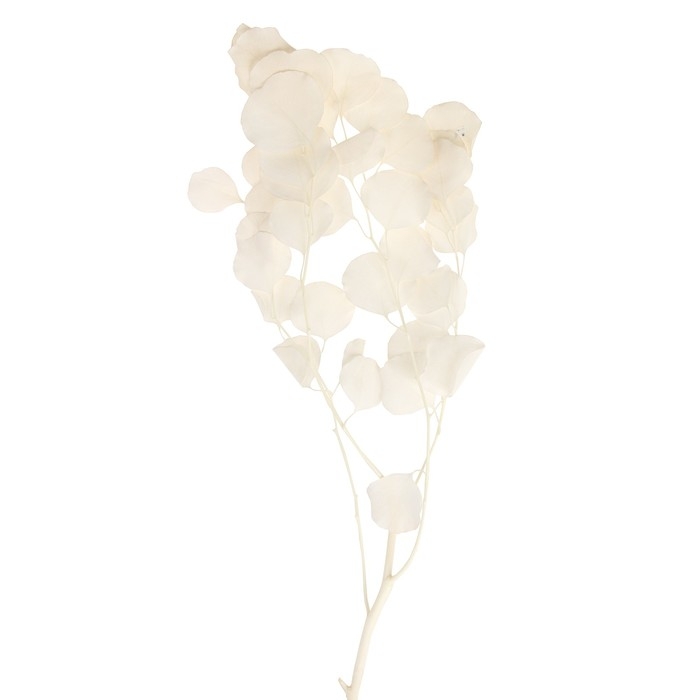 Сухоцвет персикого дерева, 50 г, длина — 70 см, цвет белый Сухоцвет персикого дерева, 50 г, длина — 70 см, цвет белый