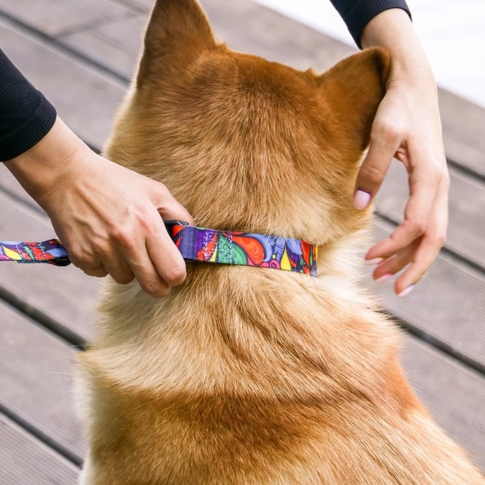 Ошейник «Невозможно слиться с улицей», застёжка - фастекс, 2.5 см, 40-55 см Ошейник «Невозможно слиться с улицей», застёжка - фастекс, 2.5 см, 40-55 см