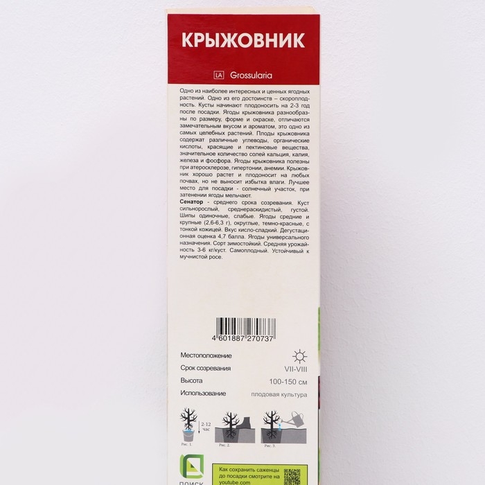 Крыжовник Крыжовник "Сенатор", 1 шт, туба, Весна 2025