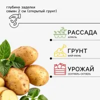 Семена Картофель &laquo;Пикассо&raquo;, 0.02 г, &laquo;Уральский дачник&raquo;