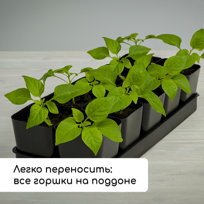 Набор для рассады: стаканы по 300 мл (12 шт.), поддон 43 × 18 см, МИКС, Greengo Набор для рассады: стаканы по 300 мл (12 шт.), поддон 43 × 18 см, МИКС, Greengo