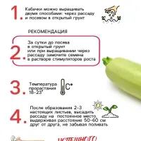 Семена Кабачок "Белоплодные", 1 г Семена Кабачок "Белоплодные", 1 г