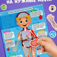 Наклейки &laquo;Как устроено моё тело&raquo;, 16 стр.