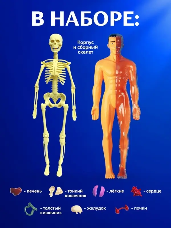Набор для опытов &laquo;Строение тела&raquo;, анатомия человека
