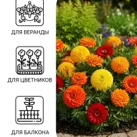 Семена цветов Бархатцы &laquo;Махровые Гиганты&raquo;, ц/п, О, 0.2 г