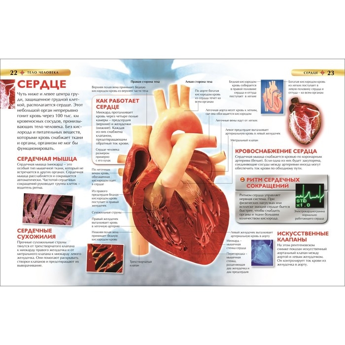 Детская энциклопедия «Тело человека» Детская энциклопедия «Тело человека»