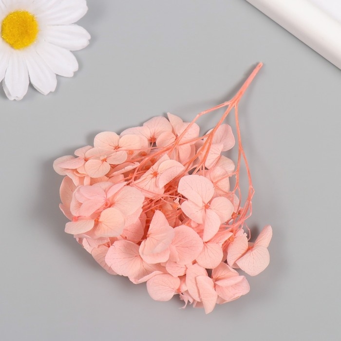 Сухоцвет Сухоцвет "Гортензия" розовый h=6-6,5 см