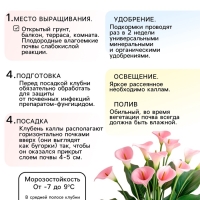 Калла «Смесь», клубнелуковица в пакете с перфорацией, р-р 10/12, 5 шт.