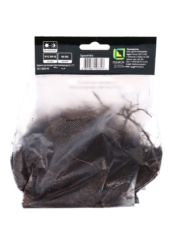 Посконник "пятнистый Беби Джо", 1 шт, р-р I, Весна 2025