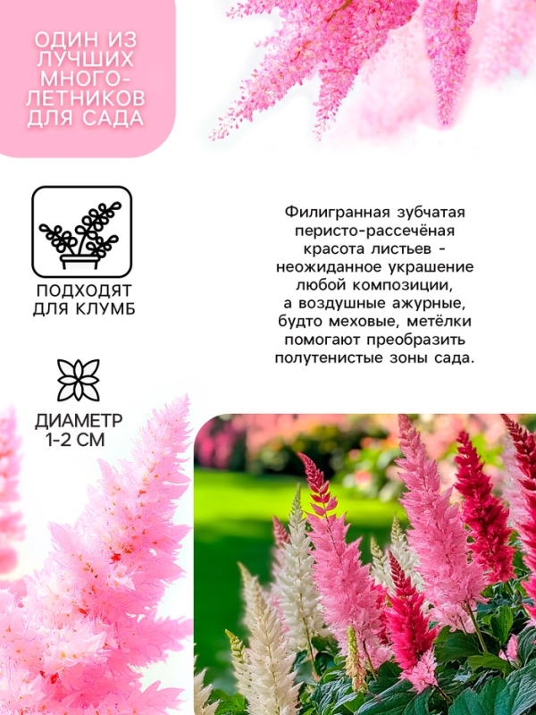 Астильба Арендса Granatмноголетник, корневище в торфогрунте, р-р II, 2 шт.