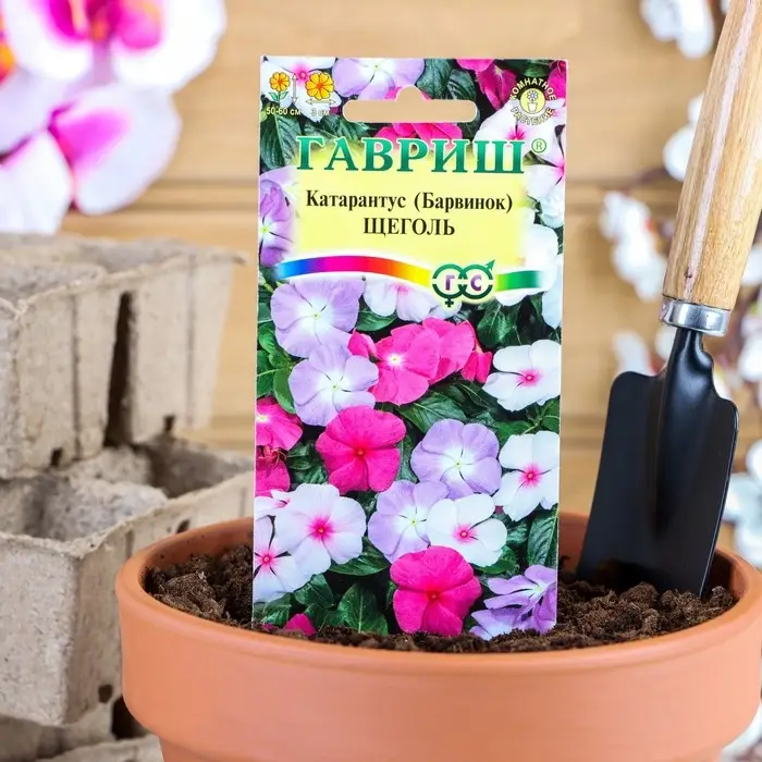 Семена комнатных цветов Барвинок  Семена комнатных цветов Барвинок "Щеголь", ц/п,  0,05 г