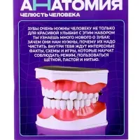 Набор для опытов &laquo;Анатомия&raquo;, челюсть человека