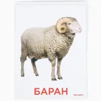 Развивающая игра на липучках &laquo;&lrm;Изучаем мир домашних животных&raquo;, методика Домана, с обучающими карточками по методике Глена Домана
