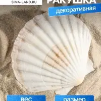 Ракушка декоративная Гребешок, 10-12 см