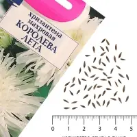 Семена цветов Хризантема многоцветковая &laquo;Королева лета&raquo;, 0.03 г, &laquo;УРОЖАЙ УДАЧИ&raquo;