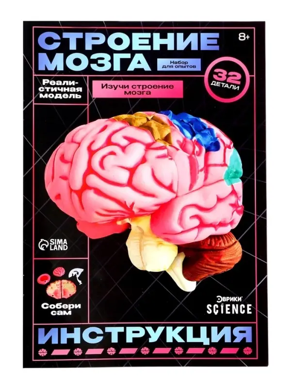 Набор для опытов &laquo;Строение мозга&raquo;, анатомическая модель