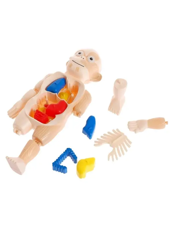 Набор для опытов &laquo;Мое удивительное тело&raquo;