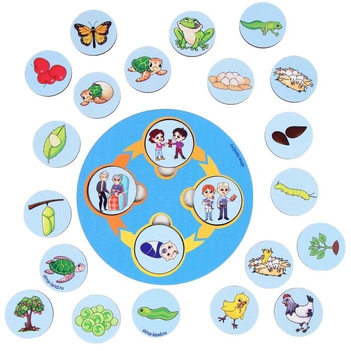 Развивающая игра из дерева «Цикл жизни» Развивающая игра из дерева «Цикл жизни»