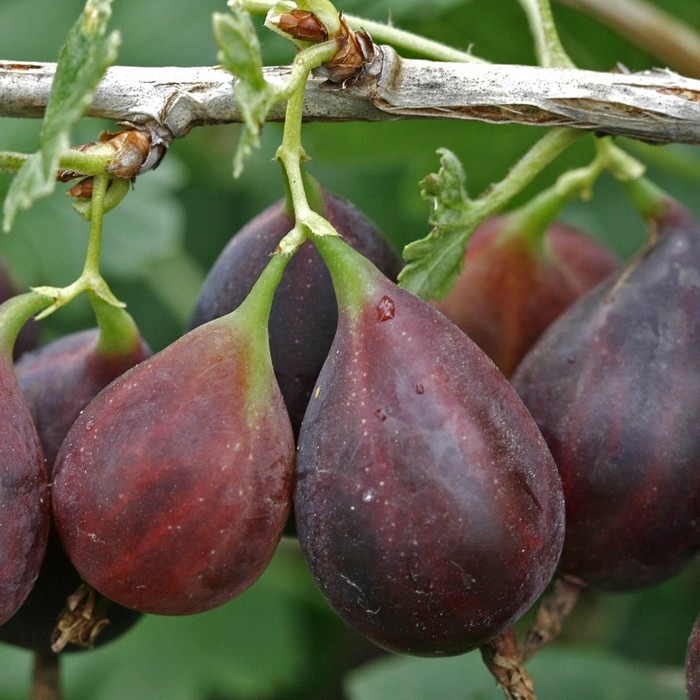 Крыжовник Грушенька, С2 горшок, Н20-40 высота, 1 шт, Осень 2024 Крыжовник Грушенька, С2 горшок, Н20-40 высота, 1 шт, Осень 2024