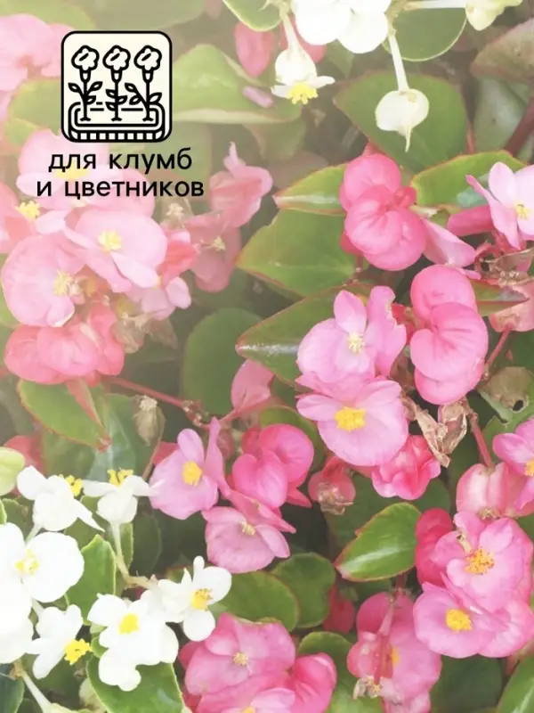 Бегония Бада бум F1, смесь сортов 5 шт  (2027; 71.96.02 /1) Бегония Бада бум F1, смесь сортов 5 шт  (2027; 71.96.02 /1)