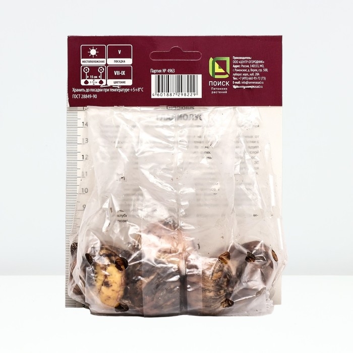 Гладиолус крупноцветковый «Кум Сьюс»,луковица цветов в пакете с перфорацией, р-р 10/12, 10 шт.