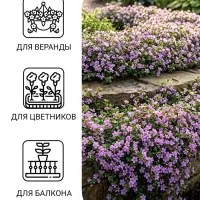 Семена Цветов Бакопа &laquo;Блутопия&raquo;, однолетник, 3 шт., &laquo;АЭЛИТА&raquo;
