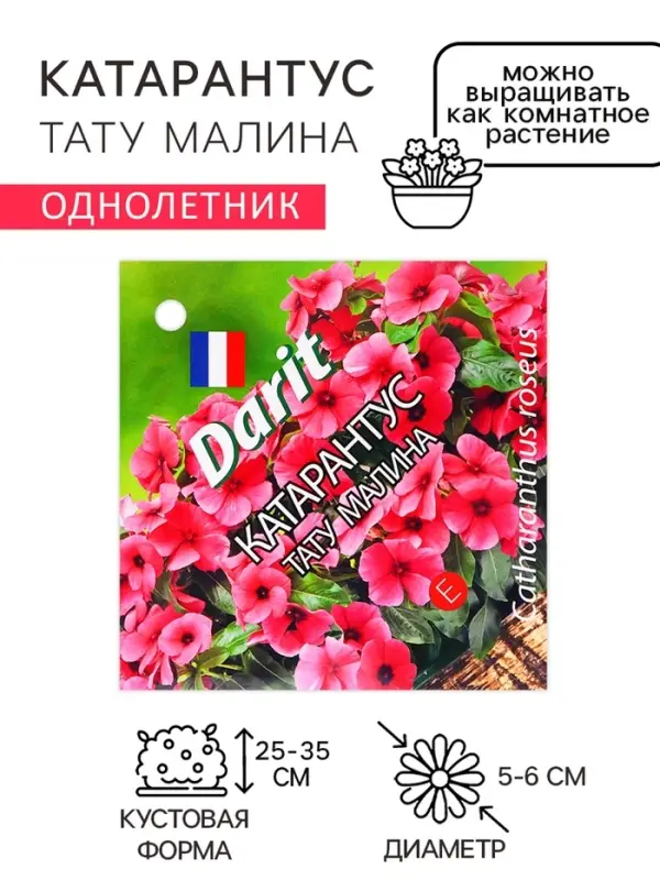 Семена цветов Катарантус "Тату Малина", 5 шт