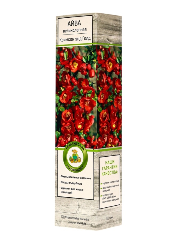 Айва великолепная (Хеномелес) «Кримсон энд Голд», саженец, туба, 1 шт. Айва великолепная (Хеномелес) «Кримсон энд Голд», саженец, туба, 1 шт.