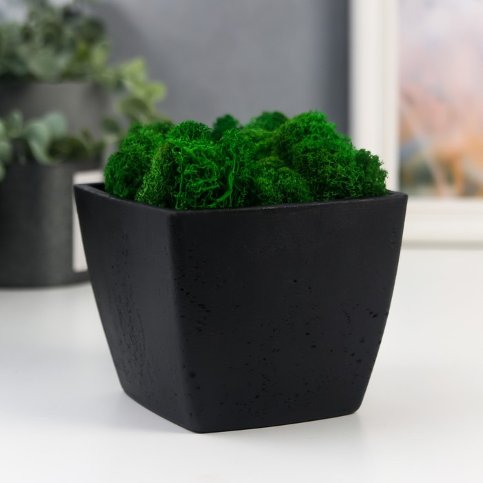 Кашпо бетонное Кашпо бетонное "Классика" со мхом высота 9 см черное (мох зеленый стабилизированный)