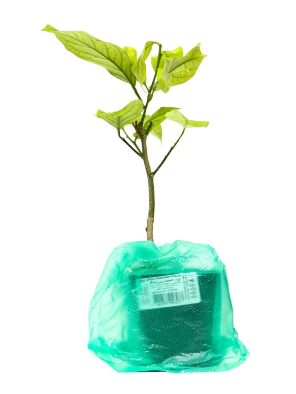 Цитрус Цитрус "Лимон Лунарио", туба, 1 шт, Весна 2025