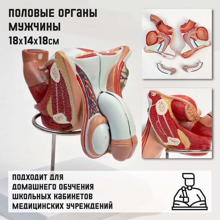 Макет  Макет "Половые органы мужчины" 18*14*18см