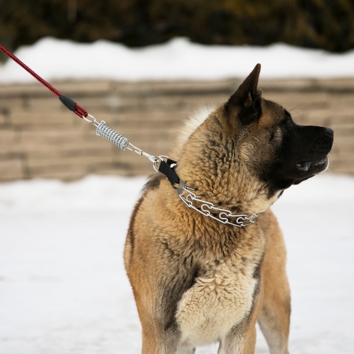 Поводок усиленный с амортизатором от рывка, 120 х 1,2 см, чёрно-красный Поводок усиленный с амортизатором от рывка, 120 х 1,2 см, чёрно-красный