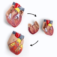 Макет "Грудь человека изнутри" разборный 27*20*11см