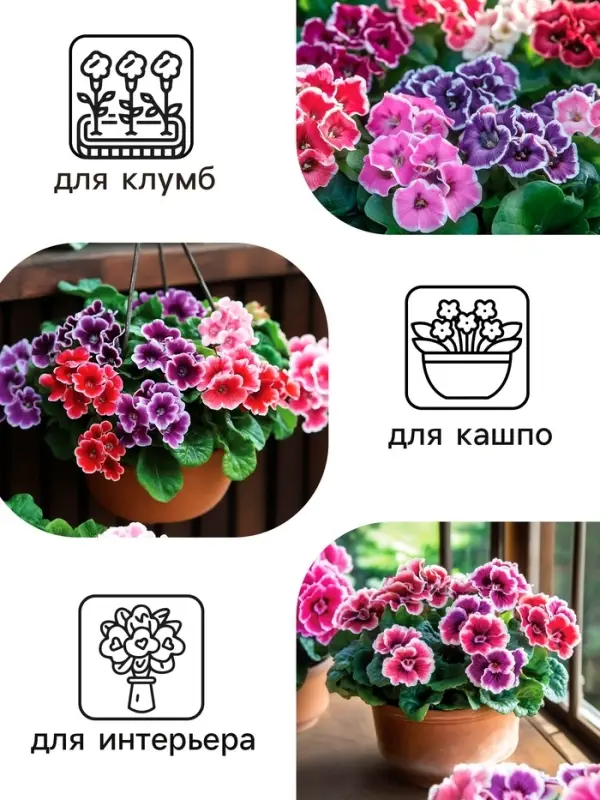 Семена комнатных цветов Глоксиния &laquo;Аванти&raquo;, смесь, F1, 4 шт., &laquo;Гавриш&raquo;