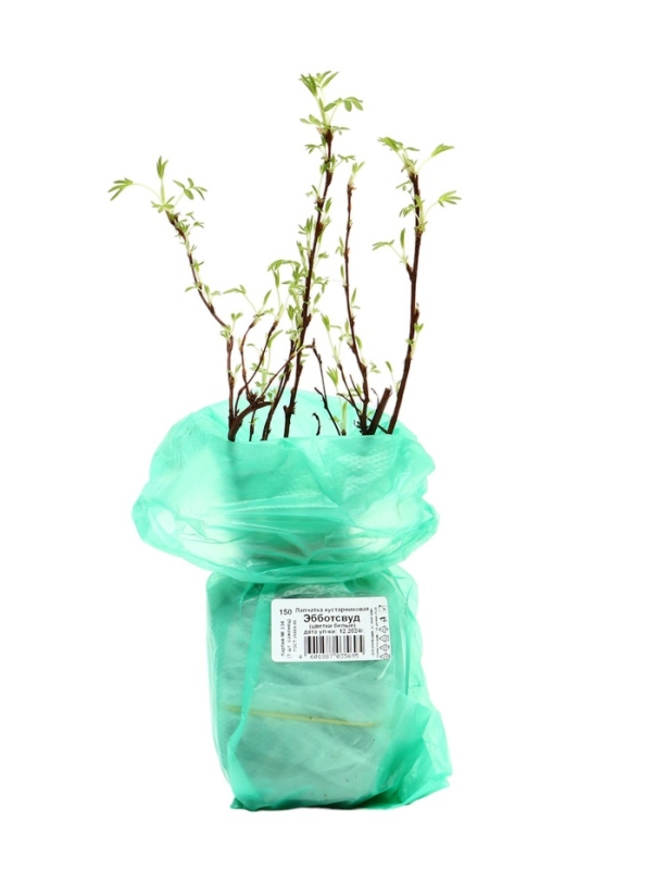 Лапчатка кустарниковая (Серия Северный сад) «Эбботсвуд» саженец, декоративный, цветущий, 1 шт., туба