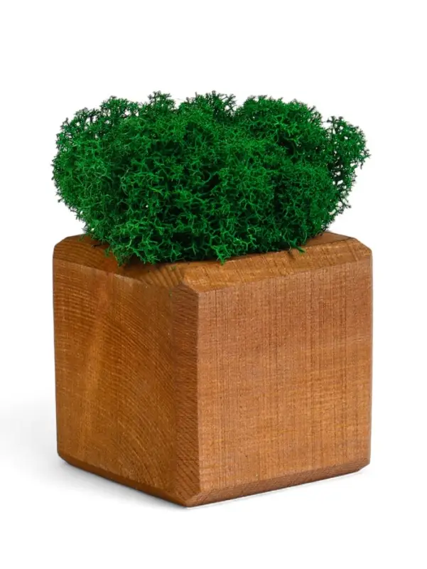 Кашпо композиция со мхом Кашпо композиция со мхом "Бриовуд", мох стабилизированный: Forest green (Зелёный лес)