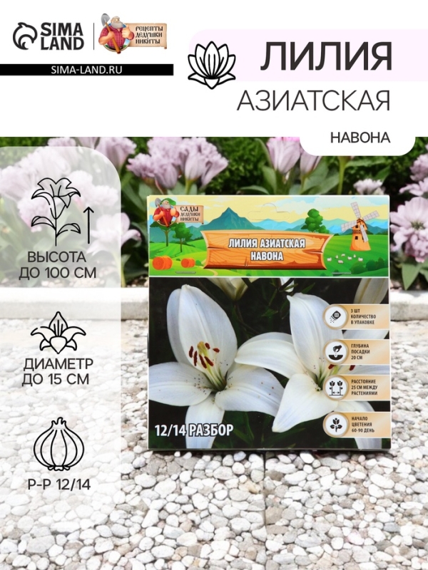 Лилия Азиатская «Навона», луковица в пакете с перфорацией, р-р 12/14, 3 шт. Лилия Азиатская «Навона», луковица в пакете с перфорацией, р-р 12/14, 3 шт.