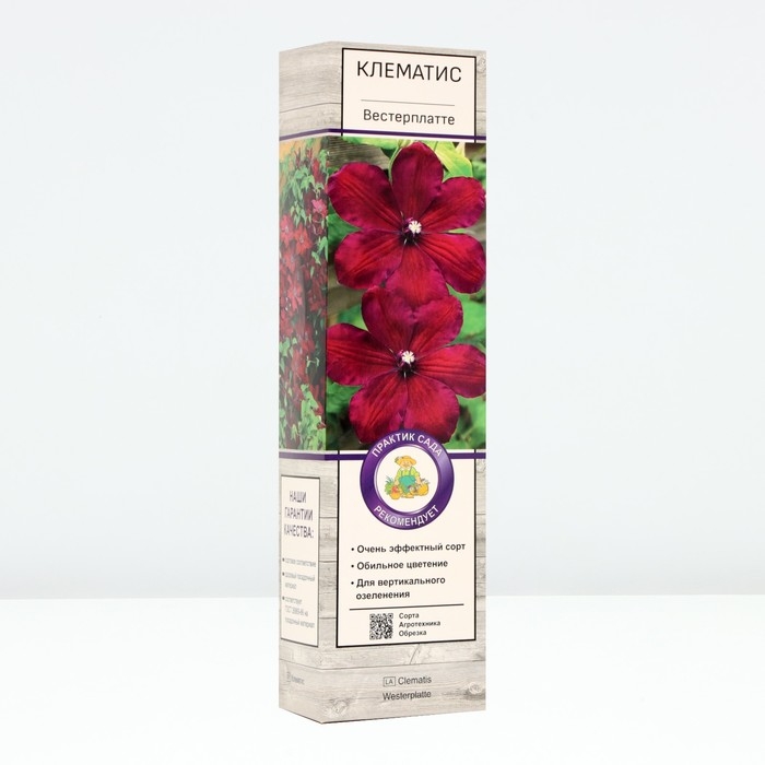 Клематис крупноцветковый Клематис крупноцветковый "Вестерплатте", туба, 1 шт, Весна 2025