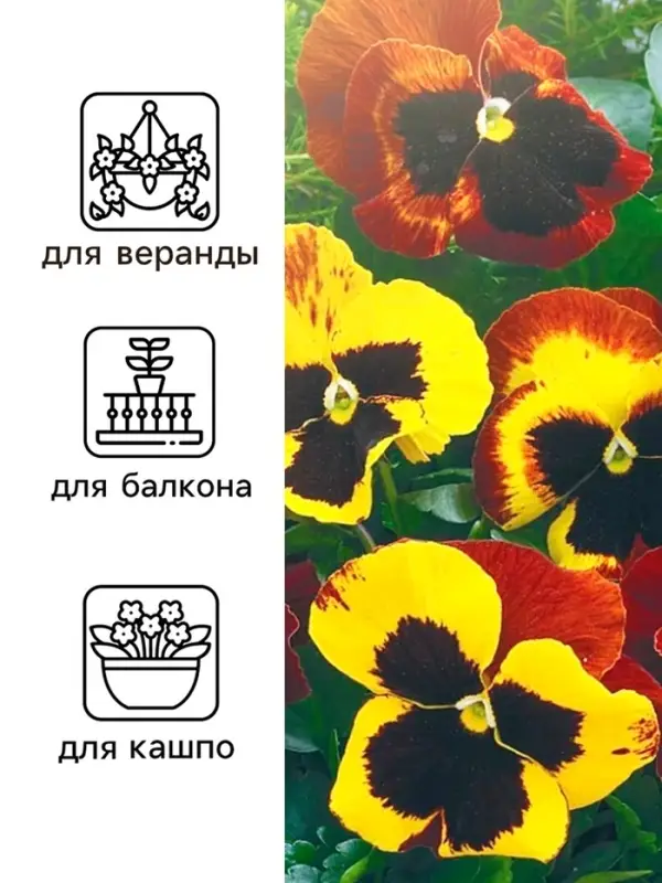 Семена Виола Семена Виола "Африка", ц/п, 0,05 г