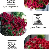 Семена цветов Петуния &laquo;Мамбо&raquo;, F1, пурпурная, многоцветковая, 7 шт., &laquo;Аэлита&raquo;
