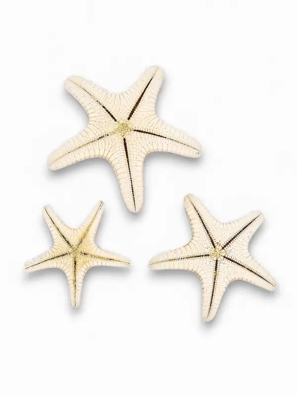 Набор из 3 морских звезд, размер 5-7 см, 7-10 см, 10-12 см, белый