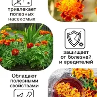 Семена цветов Бархатцы отклонённые "Медок", смесь, 0,3 г