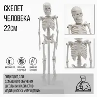 Анатомическая модель &laquo;Макет скелета взрослого человека&raquo;, 22 см