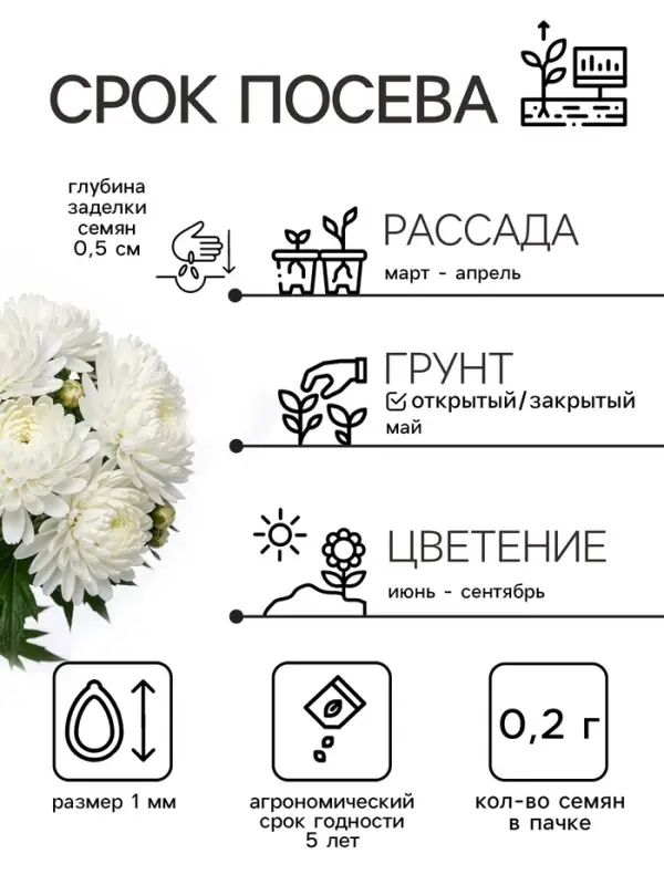 Семена цветов Астра &laquo;Белые лебеди&raquo;, 0.2 г, &laquo;Рецепты дедушки Никиты&raquo;