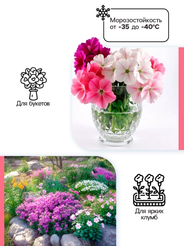 Флокс «Наташа» корневище в пакете с торфогрунтом, р-р I, 2 шт.