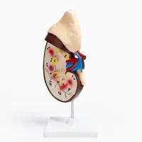 Анатомическая модель &laquo;Макет почки человека&raquo;, 14&times;30 см