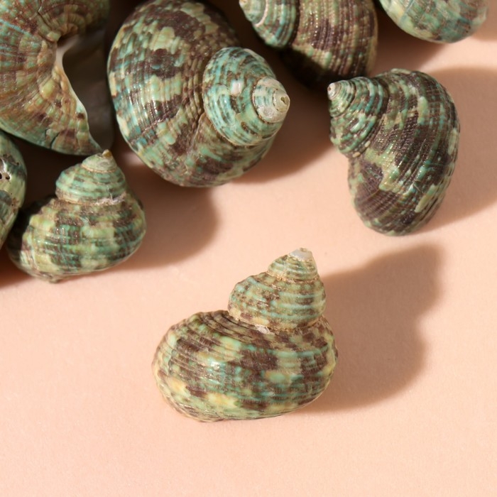 Ракушки природные декоративные "Раковина зелёная" набор 100 гр