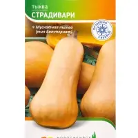 Семена Тыква &laquo;Страдивари&raquo; 5 шт.