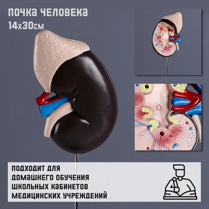 Анатомическая модель &laquo;Макет почки человека&raquo;, 14&times;30 см